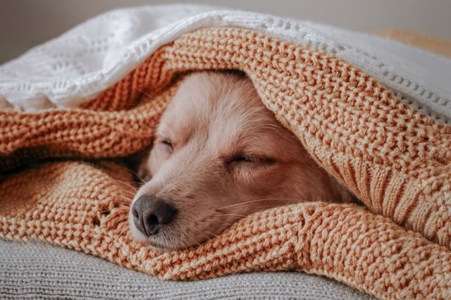 A dog asleep in between folded laundry