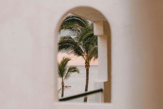 Palm trees waving in the wind through a window