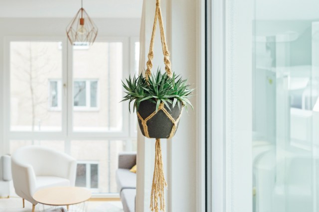 A hanging plant