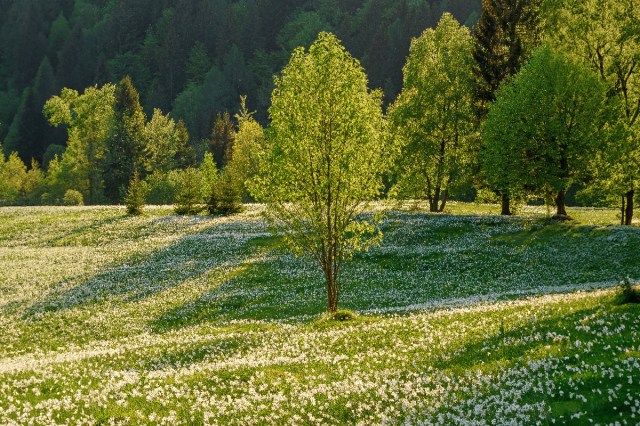 A single tree in a field of wildflowers 