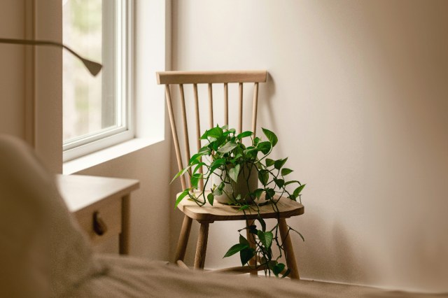 A wooden chair with a potted plant on it 