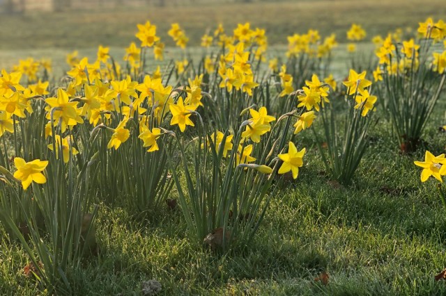 A group of yellow flowers