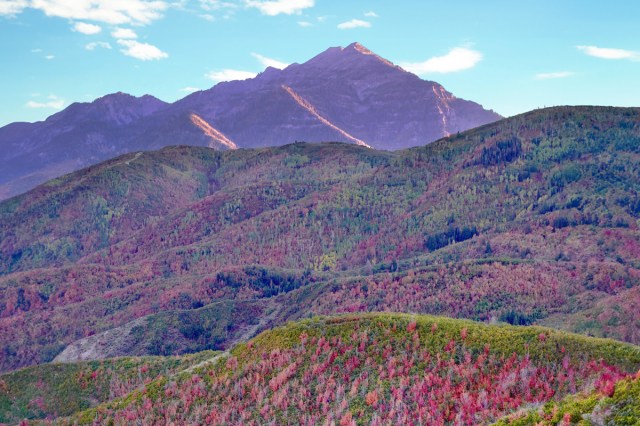 Hills of flowers with mountains in the background