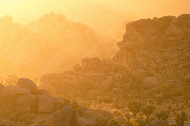 Joshua trees in a desert during sunset or sunrise