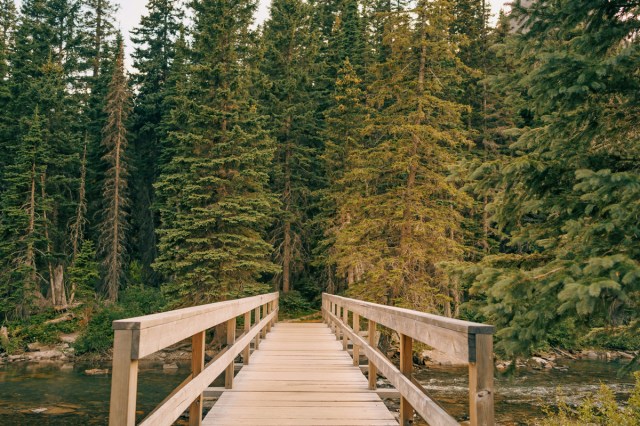 A wooden bridge over a river in a green forest