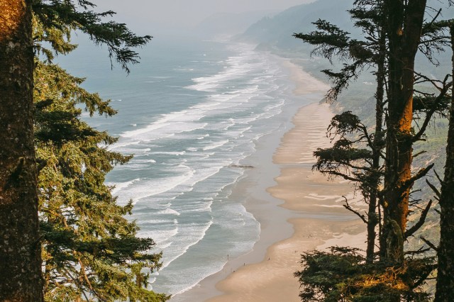 A view overlooking a beach through trees