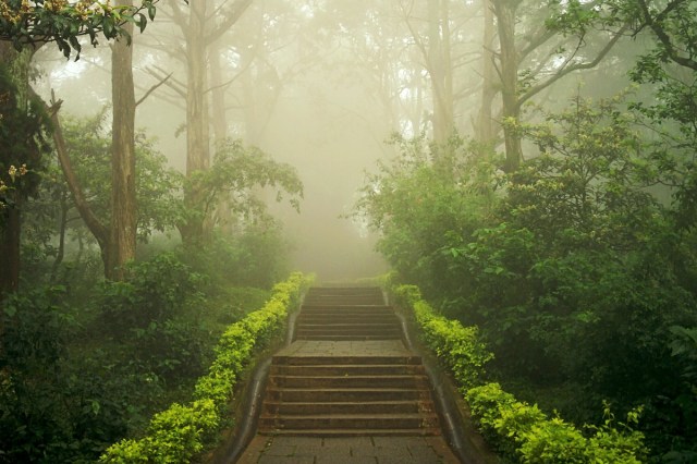 A walkway with stairs surrounded by trees