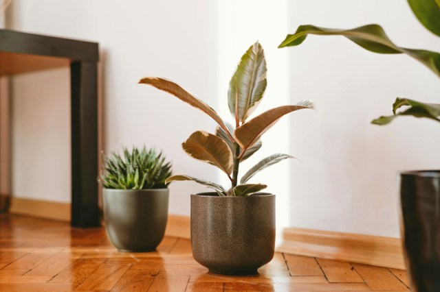 Two houseplants sitting on a wood floor